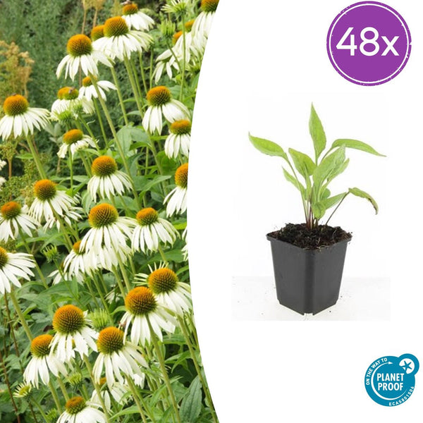 Weißer Sonnenhut ‚White Swan' – Echinacea purpurea