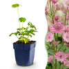 Sterndolde – Astrantia major