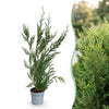 Leylandzypresse ‚2011' – Cupressocyparis leylandii – Ansicht 3