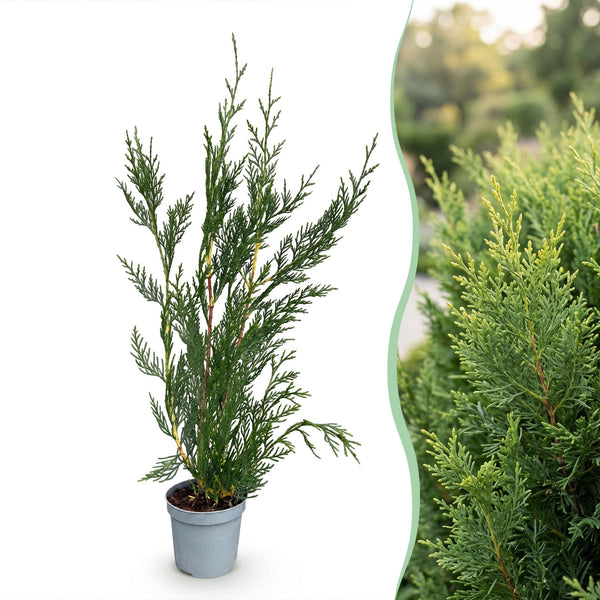 Leylandzypresse ‚2011' – Cupressocyparis leylandii – Ansicht 3