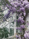 Blauregen ‚Naga Noda' – Wisteria floribunda – Ansicht 2