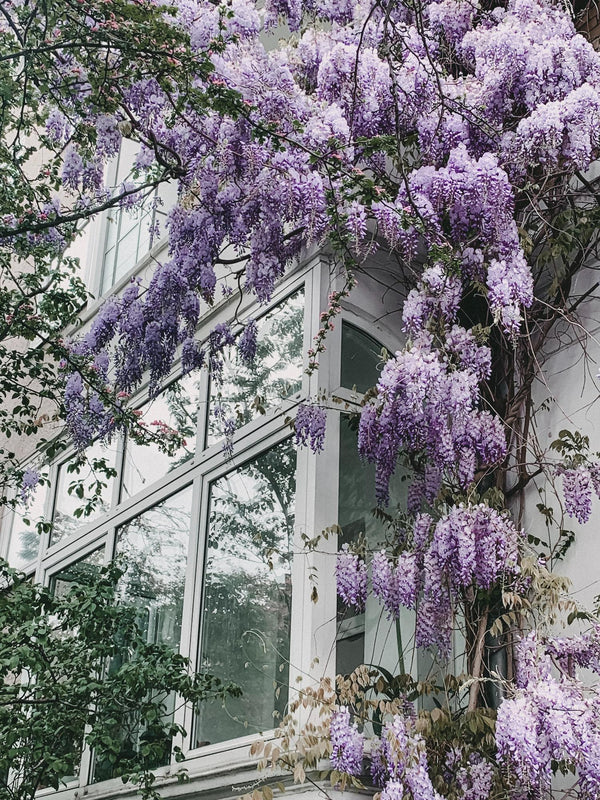 Blauregen ‚Naga Noda' – Wisteria floribunda – Ansicht 2