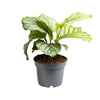Calathea orbifolia – Ø 12 cm · 25 cm