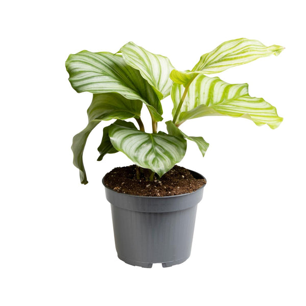 Calathea orbifolia – Ø 12 cm · 25 cm