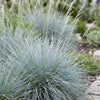 Blauschwingel – Festuca glauca – Ansicht 5
