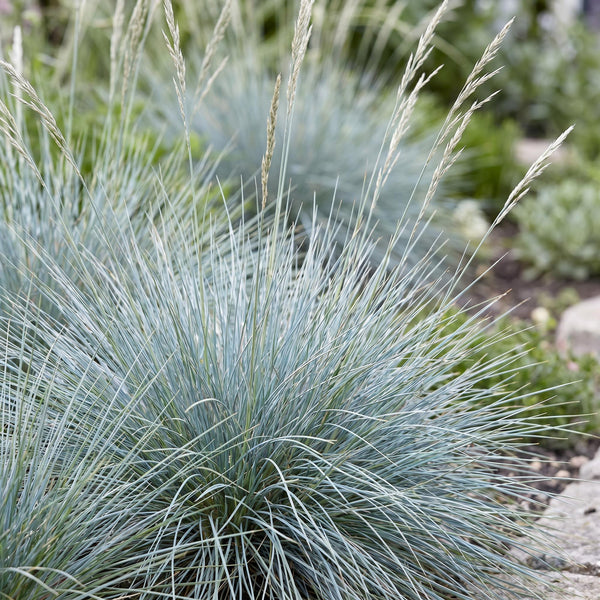 Blauschwingel – Festuca glauca – Ansicht 5
