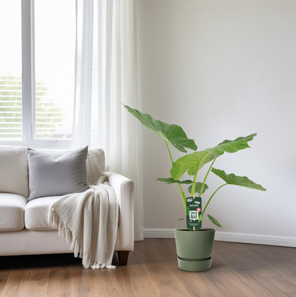 Riesenblattpflanze – Alocasia macrorrhizos – Ansicht 6