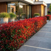 Glanzmispel ‚Little Red Robin' – Photinia × fraseri – Ansicht 6