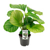 Calathea orbifolia