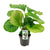 Calathea orbifolia