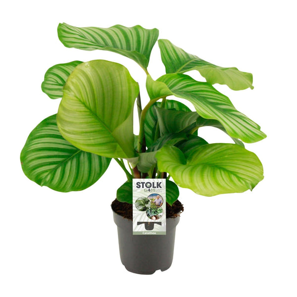 Calathea orbifolia