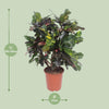 Wunderstrauch ‚Magnificent' – Codiaeum variegatum – Ansicht 2