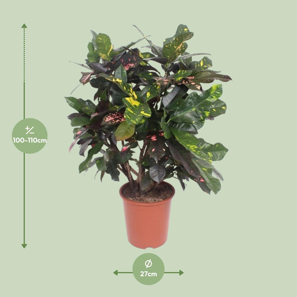 Wunderstrauch ‚Magnificent' – Codiaeum variegatum – Ansicht 2