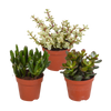 Sukkulenten-Set „Crassula-Mischung“ – 3 Crassula