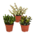 Sukkulenten-Set „Crassula-Mischung“ – 3 Crassula