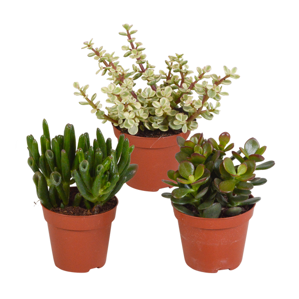 Sukkulenten-Set „Crassula-Mischung“ – 3 Crassula
