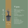 Lilientraube ‚Moneymaker' – Liriope muscari – Ansicht 7