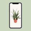 Bogenhanf ‚Diamond Green' – Sansevieria – Ansicht 4
