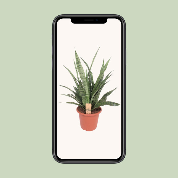 Bogenhanf ‚Diamond Green' – Sansevieria – Ansicht 4