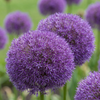 Zierlauch ‚Pinball Wizard' – Allium