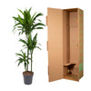Drachenbaum ‚Janet Craig' – Dracaena fragrans – Ansicht 3