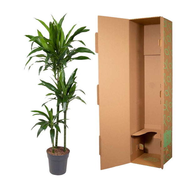 Drachenbaum ‚Janet Craig' – Dracaena fragrans – Ansicht 3