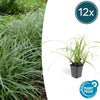 Japan-Segge ‚Ice Dance' – Carex morrowii