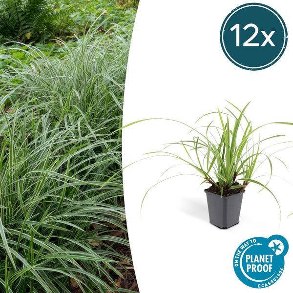 Japan-Segge ‚Ice Dance' – Carex morrowii