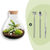 Flaschengarten-Set „Sammie" – DIY-Terrarium mit Calathea