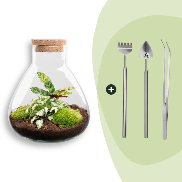 Flaschengarten-Set „Sammie" – DIY-Terrarium mit Calathea