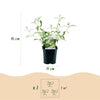 Schmetterlingsstrauch ‚White Profusion' – Buddleja davidii – Ansicht 5