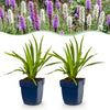Prachtscharte Duo-Mix – Liatris spicata