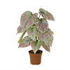 Kunstpflanze Caladium weiß-rosa