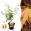 Fächerahorn ‚Katsura' – Acer palmatum