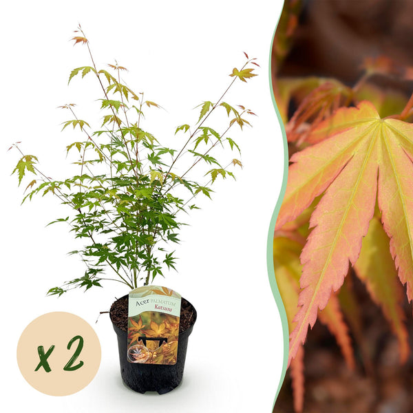 Fächerahorn ‚Katsura' – Acer palmatum