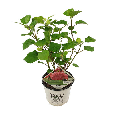 Ballhortensie ‚Pink Annabelle' – Hydrangea arborescens