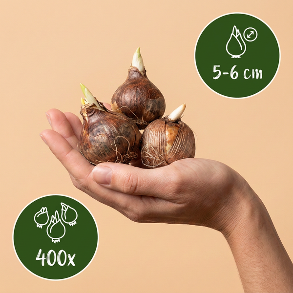 Blumenzwiebel-Set „Wildkrokus-Mix“ – verschiedene Krokus-Arten – Ansicht 3