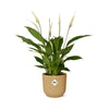Einblatt ‚Torelli' – Spathiphyllum – Ansicht 2