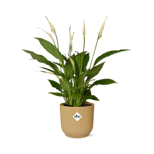 Einblatt ‚Torelli' – Spathiphyllum – Ansicht 2