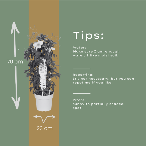 Waldrebe ‚Double Up Barnadine + Masa' – Clematis – Ansicht 7