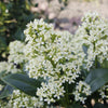 Skimmie ‚Finchy' – Skimmia japonica – Ansicht 4