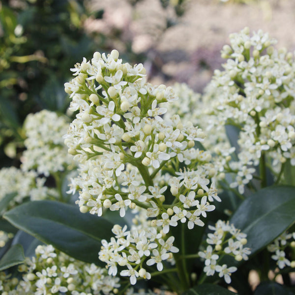 Skimmie ‚Finchy' – Skimmia japonica – Ansicht 4