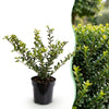 Japanische Stechpalme ‚Covenxa' – Ilex crenata – Ansicht 3