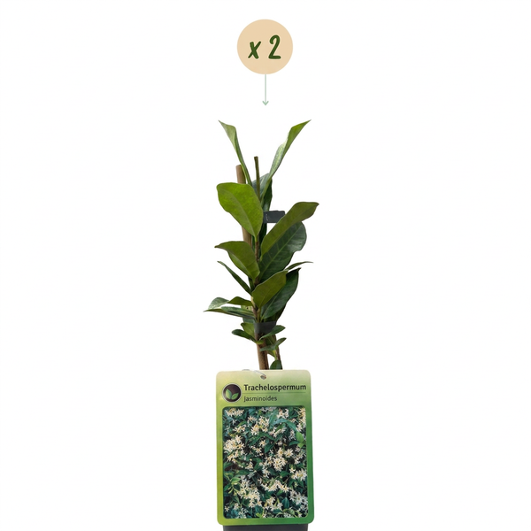 Sternjasmin – Trachelospermum jasminoides – Ansicht 2