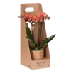 Schmetterlingsorchidee ‚Bolzano' – Phalaenopsis – Ø 9 cm · 42 cm