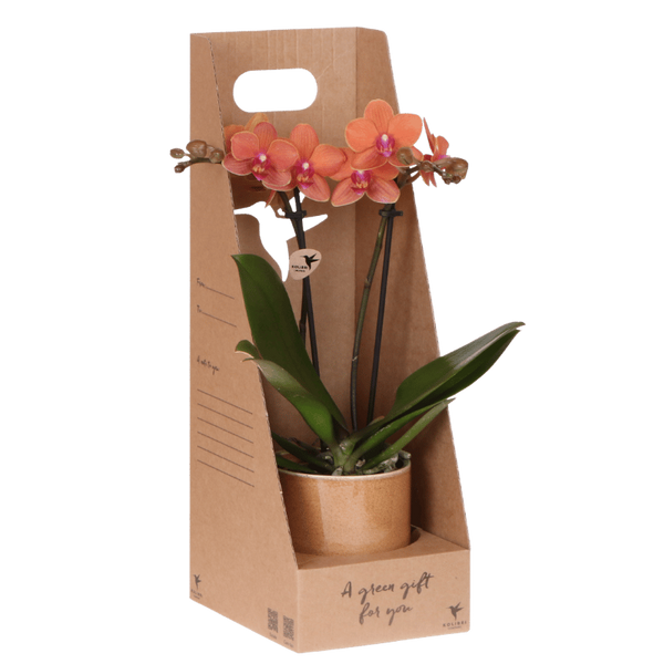 Schmetterlingsorchidee ‚Bolzano' – Phalaenopsis – Ø 9 cm · 42 cm