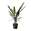 Alocasia lauterbachiana – Ansicht 5