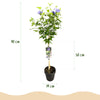 Garteneibisch Stämmchen ‚Blue Chiffon' – Hibiscus syriacus – Ansicht 3