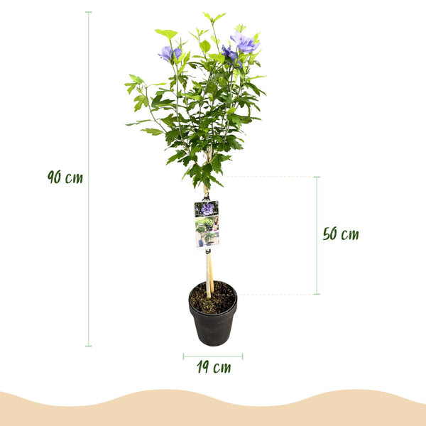 Garteneibisch Stämmchen ‚Blue Chiffon' – Hibiscus syriacus – Ansicht 3