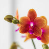 Duftende Schmetterlingsorchidee ‚Fragrance Bolgheri' – Phalaenopsis – Ansicht 2